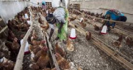 UN agency urges heightened vigilance after H5N1 outbreaks in West and Central Africa