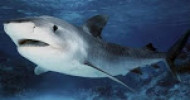 Shark kills teenager as parents watch