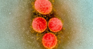 Experts rebut theory linking origin of novel coronavirus with lab