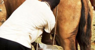 Flourishing camel milk business opens opportunies for Tawakal women group