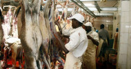 Did you know that donkey meat has been legalised and certified for human consumption in Kenya?