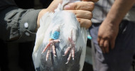 Iranian police seize carrier pigeons used to smuggle drugs