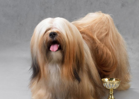 Jeddah’s criminal court clears dog beauty pageant organizers