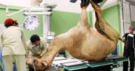Dubai opens Dh40-million camel hospital First of its kind in the world, hospital can treat 20 camels at a time