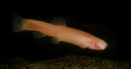 Blind Somali Cavefish Reveals That First Mammal Survived Dinosaurs by Hiding in the Dark