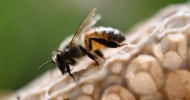Tiny Dancers: Scientists decode over 1,500 bee ‘dances’ to help conservation