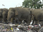 Elephants die after eating plastic waste in Sri Lankan dump