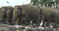 Elephants die after eating plastic waste in Sri Lankan dump