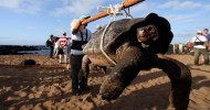 Extinct ‘fantastic giant tortoise’ found alive on the Galápagos Islands